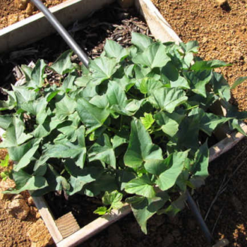 How To Grow Sweet Potatoes In Containers