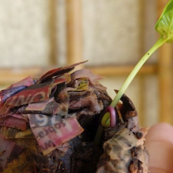 How to make seed bombs using newspaper