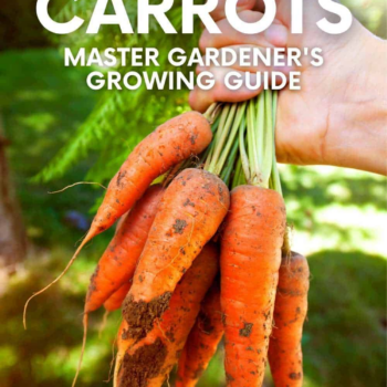How to Plant and Grow Carrots