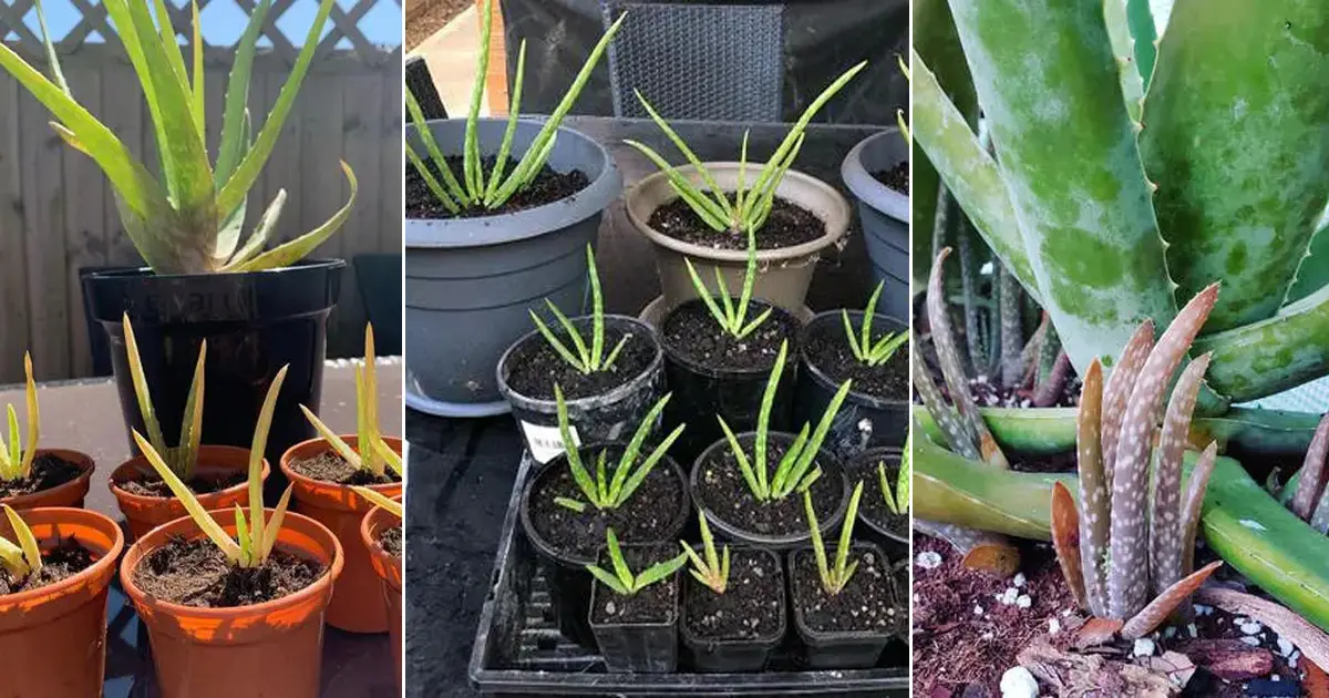 How to Propagate Aloe Vera from Pups + Force it to Grow More Pups