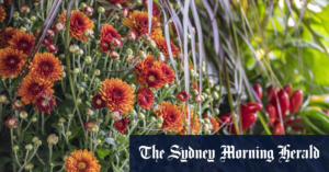 its_gardening_prime_time_give_your_plants_the_best_possible_head_start_-_sydney_morning_herald.png