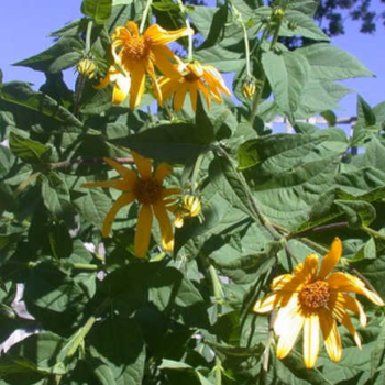Jerusalem Artichoke Plant: Sunny Sunchokes