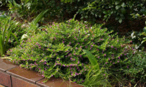 mexican_heather_growing_the_elfin_herb.png