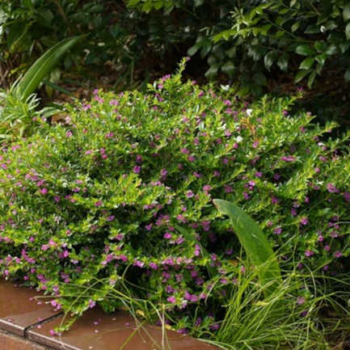 Mexican Heather: Growing The Elfin Herb