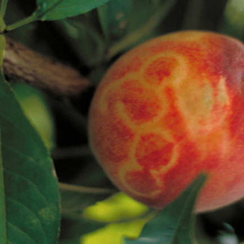 Plum Tree Diseases To Watch Out For