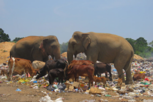 poor_waste_management_turns_dump_sites_into_death_traps_for_sri_lankas_elephants.png