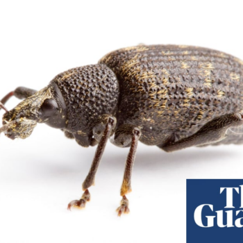 Specieswatch: black vine weevils – a tiny menace to crops and ornamentals