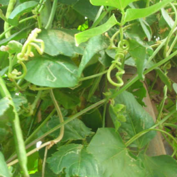 Yardlong Bean Plants: Growing Asparagus Beans