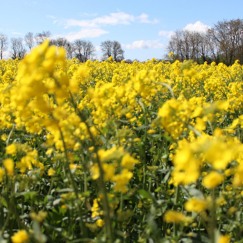 Growers advised to monitor winter oilseed rape at petal-fall stage