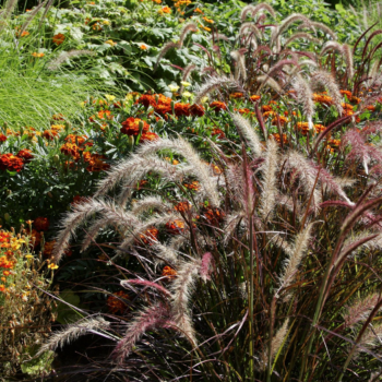 How to Prune Ornamental Grasses