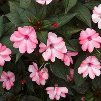 New Guinea Impatiens Care Tips To Use