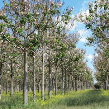 The benefits of Paulownia trees for farm net-zero targets