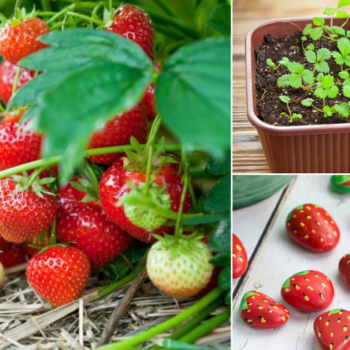 10 Genius Strawberry Growing Hacks