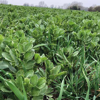 Beans and oats bicrop helps eliminate fertiliser on Cambs farm