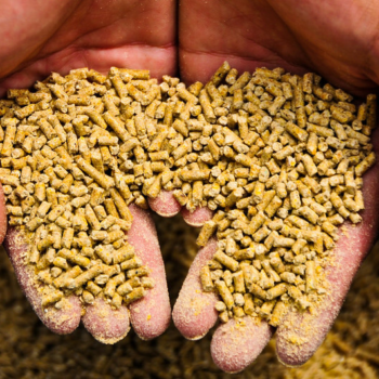 Belgium allows 5% conventional raw materials in organic feed