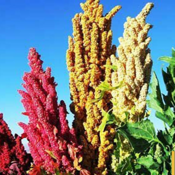 Bhutan identifies Quinoa as a priority crop 