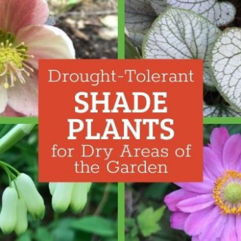 Drought tolerant shade plants: Options for dry, shady gardens