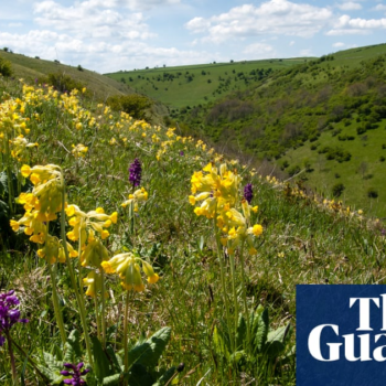 Follow the buzz: the best UK wildflower spectacles this summer