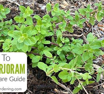 How To Grow Marjoram At Home