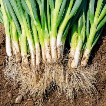 How to grow Welsh onions