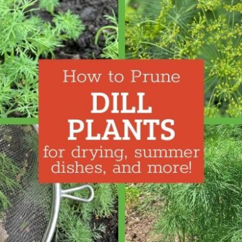 How to prune dill for bushier plants, summer dishes, and drying