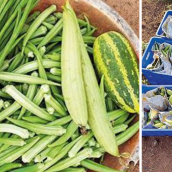 Karnataka: Engineer-turned-farmer’s organic vegetables much popular in Puttur