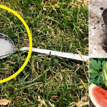 Put a Tablespoon of Sugar in Your Planting Hole & See This Happen