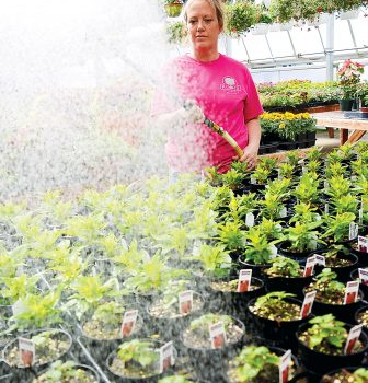 Rising costs frustrate gardening shops | News, Sports, Jobs - Altoona Mirror