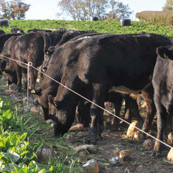 Why a dry upland farm is switching to herbal leys