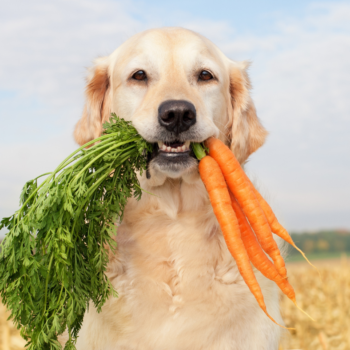 20 Best Diet Dog Foods in 2022
