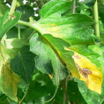 Blight On Plants: Identification And Control