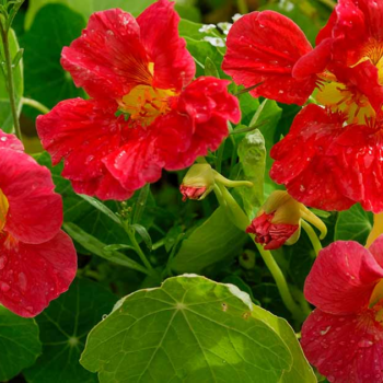 How to Harvest and Use Edible Nasturtiums
