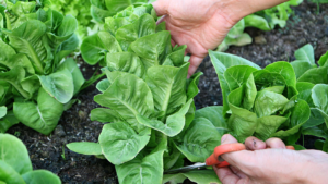 how_to_harvest_lettuce_so_it_keeps_growing_top_tips_for_more_salad_leaves.png