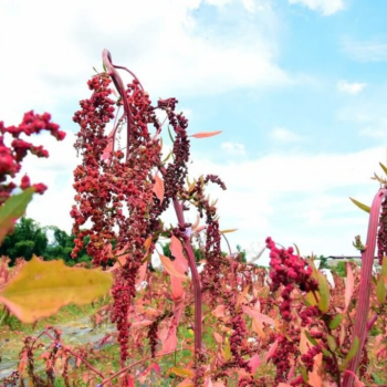 Pingtung researchers develop hybrid of native crop djulis and quinoa