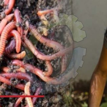 South Africa: Want to Give Organic Waste and Food Scraps a New Life? Try Earthworms #AfricaClimateHope