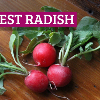 When to harvest radish: Tips for growing and picking