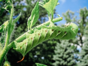 caterpillar_identification_a_visual_guide_to_32_types_of_green_caterpillars_in_your_garden.png