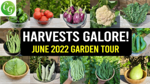 harvests_galore_california_gardening_june_2022_garden_tour_-_gardening_tips_harvests__more.png