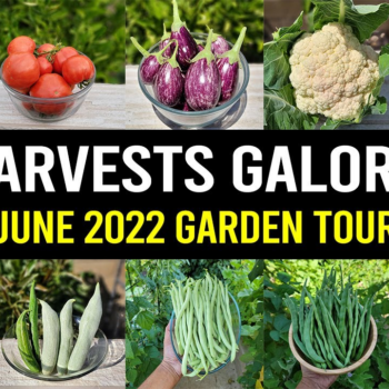 Harvests Galore! California Gardening June 2022 Garden Tour - Gardening Tips, Harvests, & more!