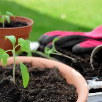 How to Start Organic Container Gardening: A Step-By-Step Growing Guide for Beginners